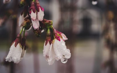 Los cuidados del jardín en invierno