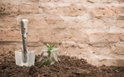 abonos y fertilizantes para plantas