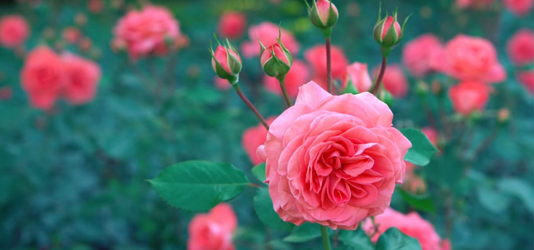 Planta de verano: rosal