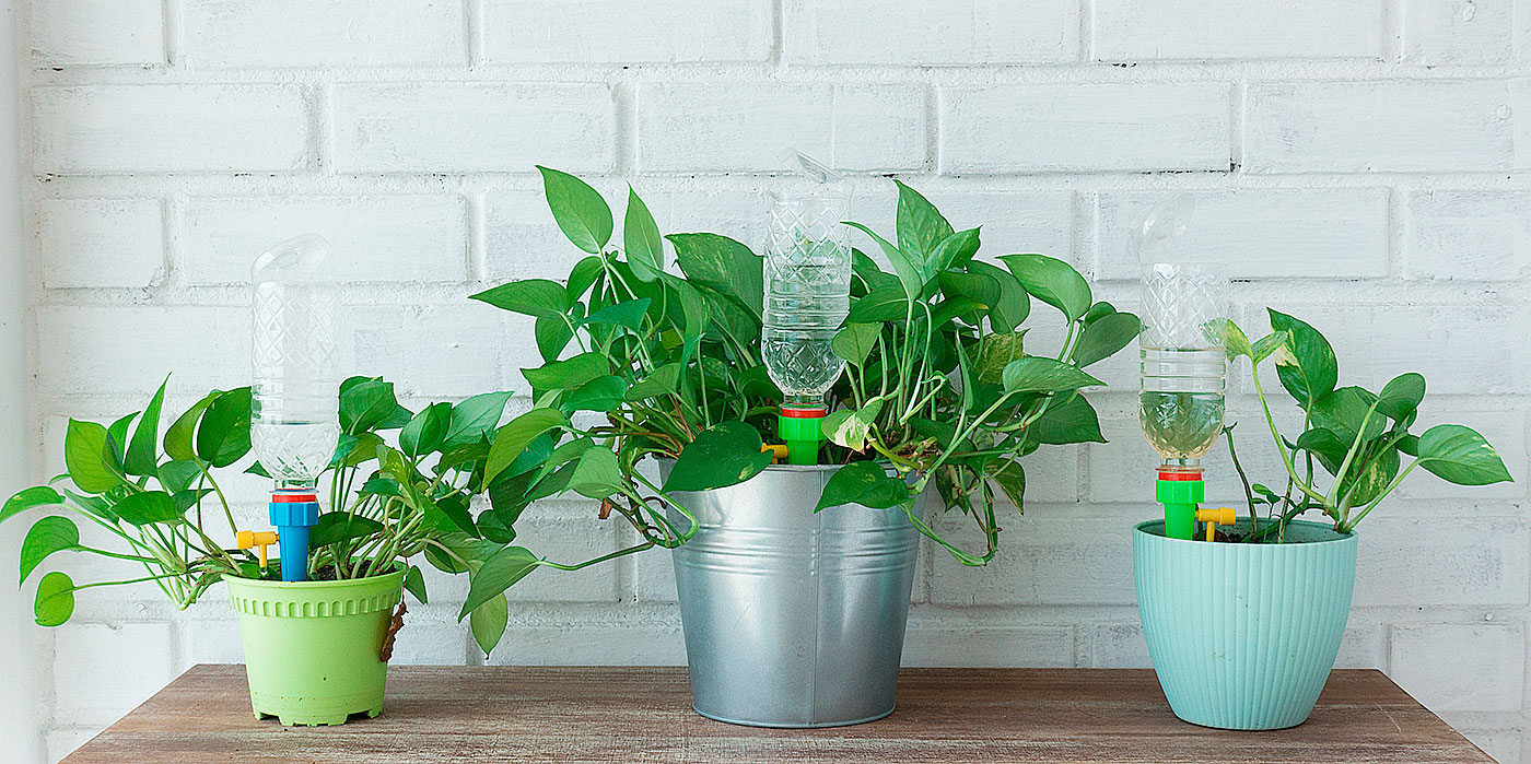 Acompañar imperdonable Experto Cómo regar las plantas cuando estás de vacaciones? | Servei Estació