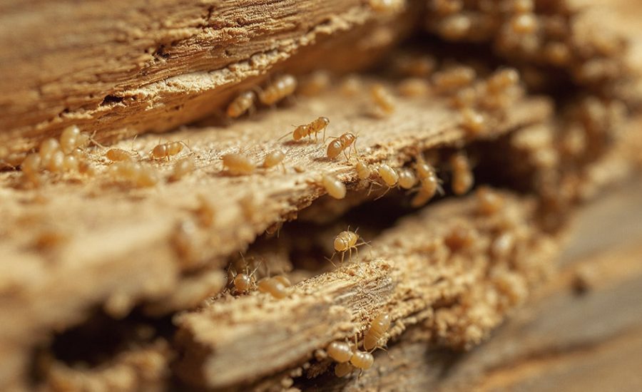 imatge-3 Insectos que comen madera | Servei Estació