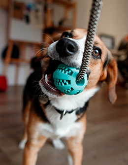 Juguetes caseros para perros