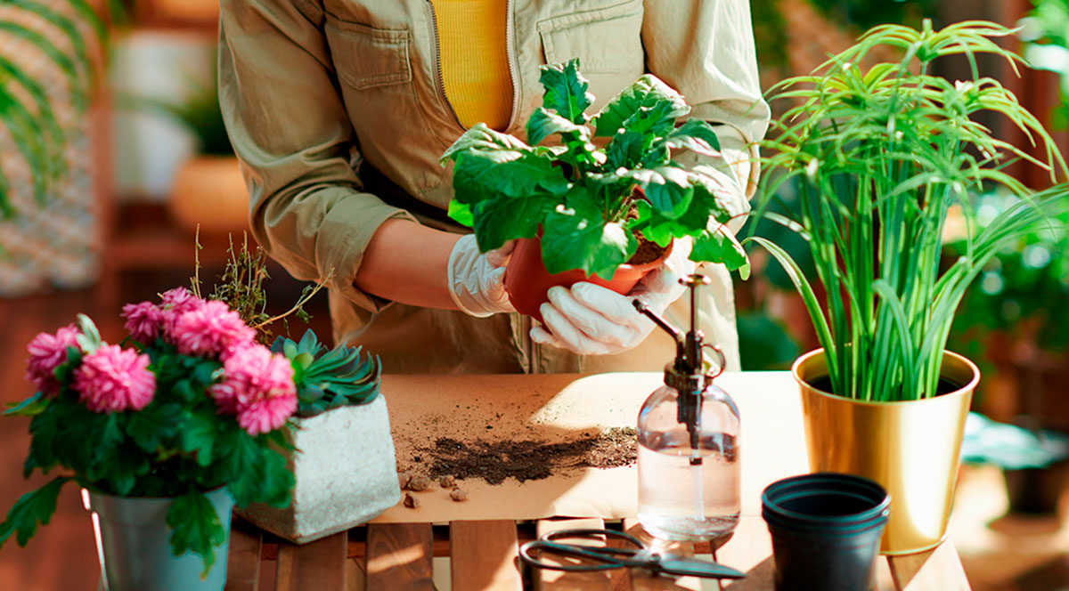Consejos para trasplantar tus plantas de interior y de exterior - Foto 1