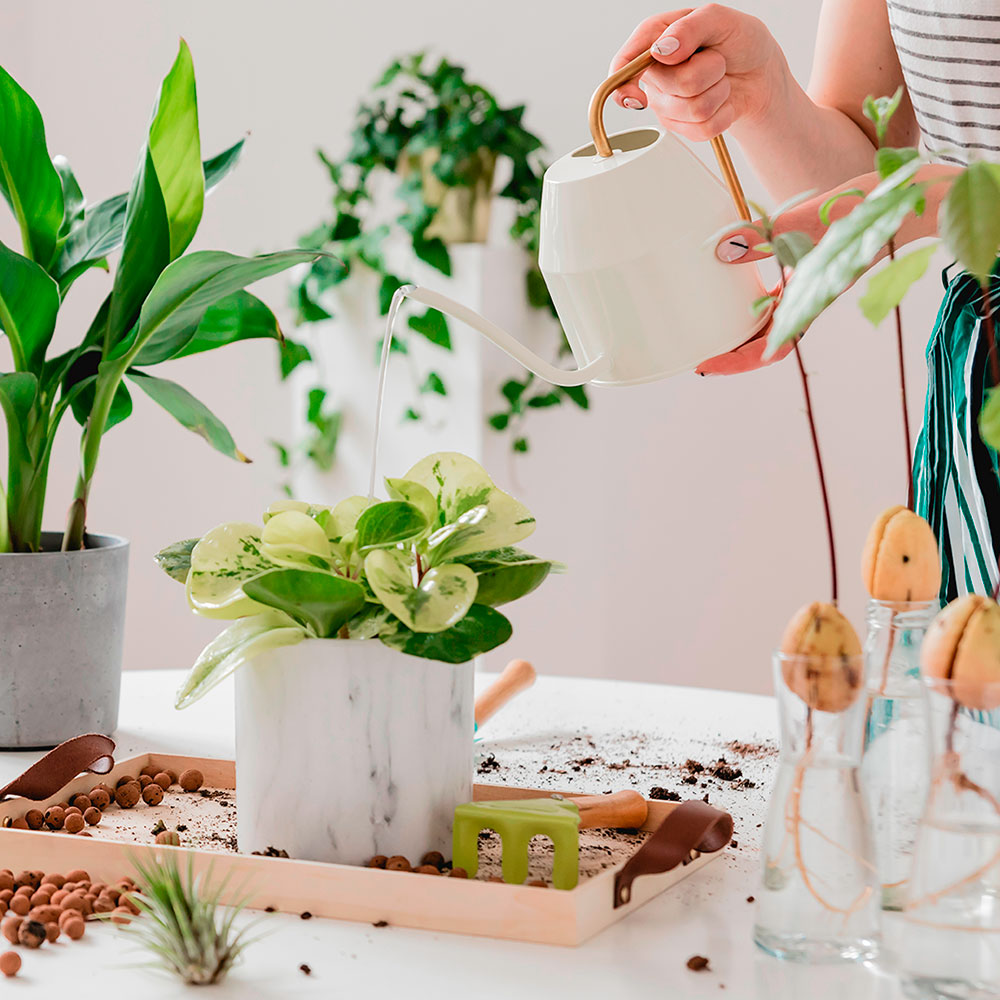 ¿Cómo Trasplantar Una Planta De Maceta Y Que Sobreviva? - Servei Estació