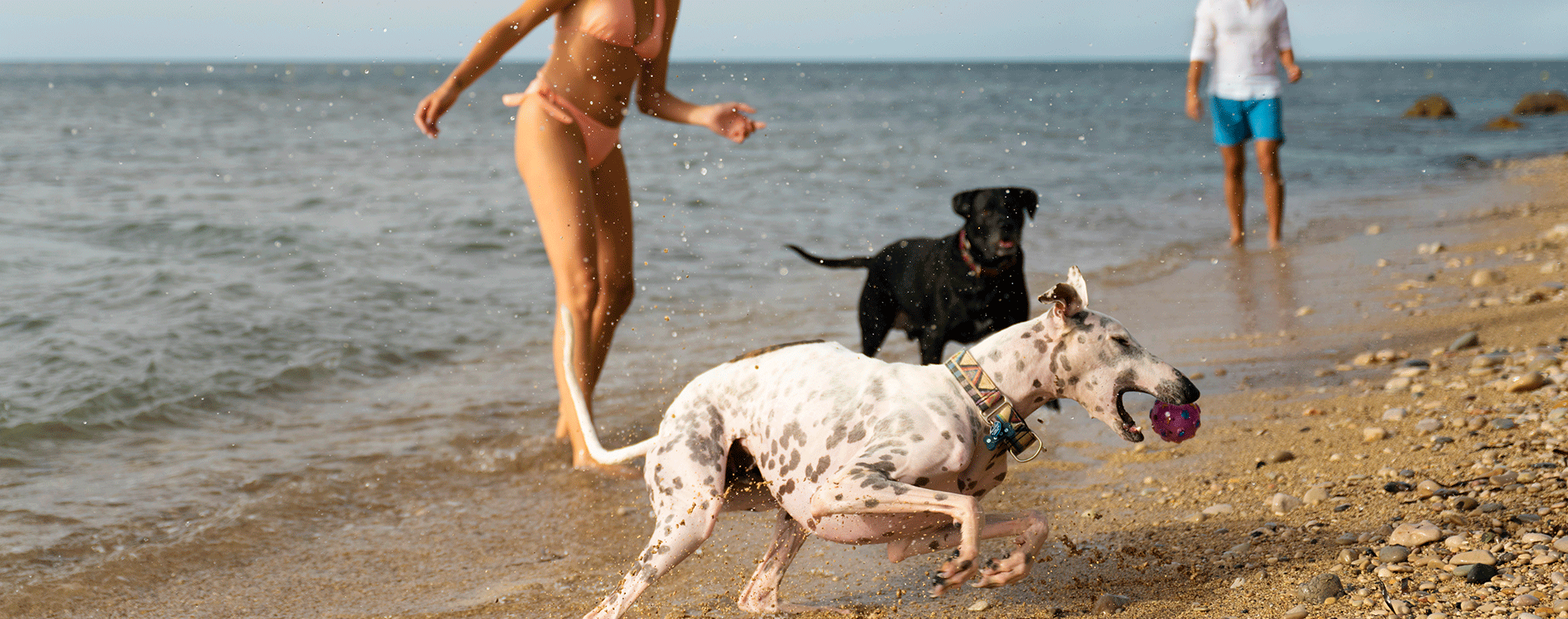 Las mejores playas para perros Barcelona - Servei Estació