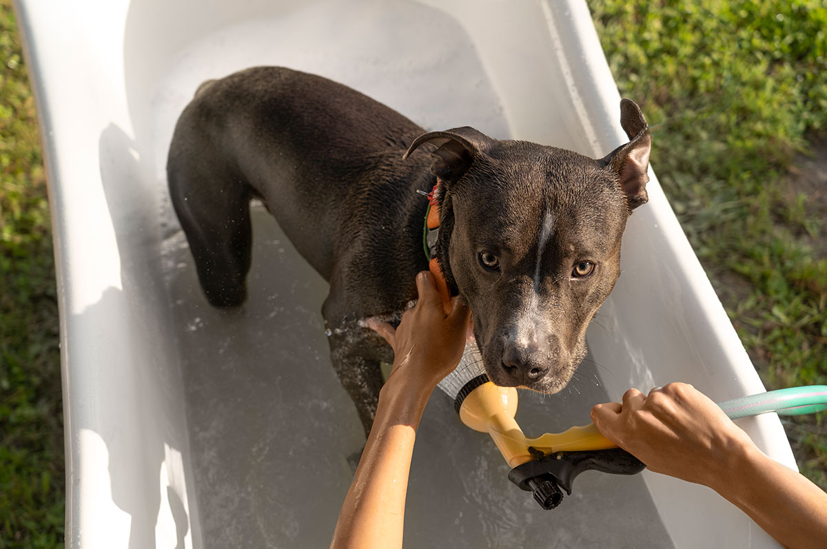 ¿Cómo refrescar a un perro en verano? - Servei Estació