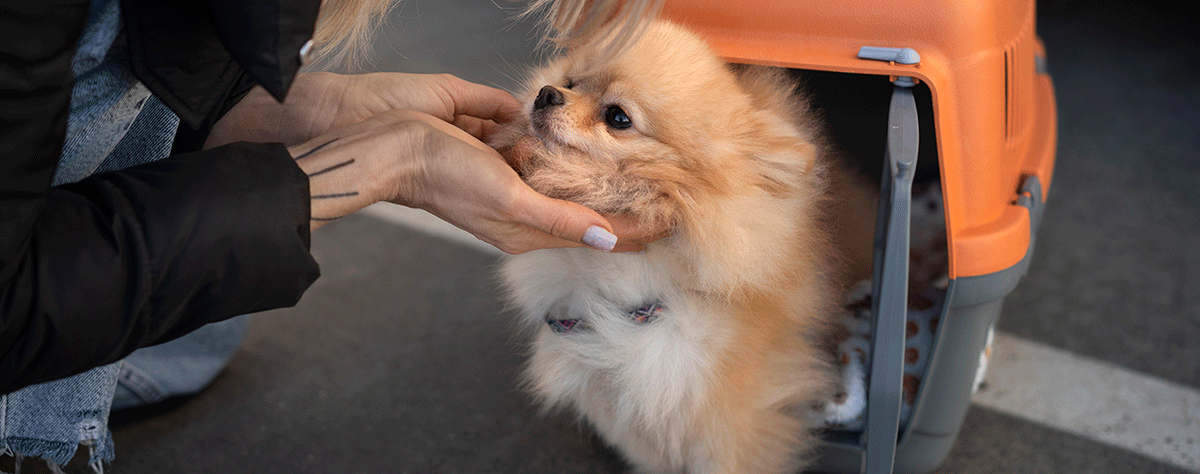 Viajar con perro en avión - Servei Estació