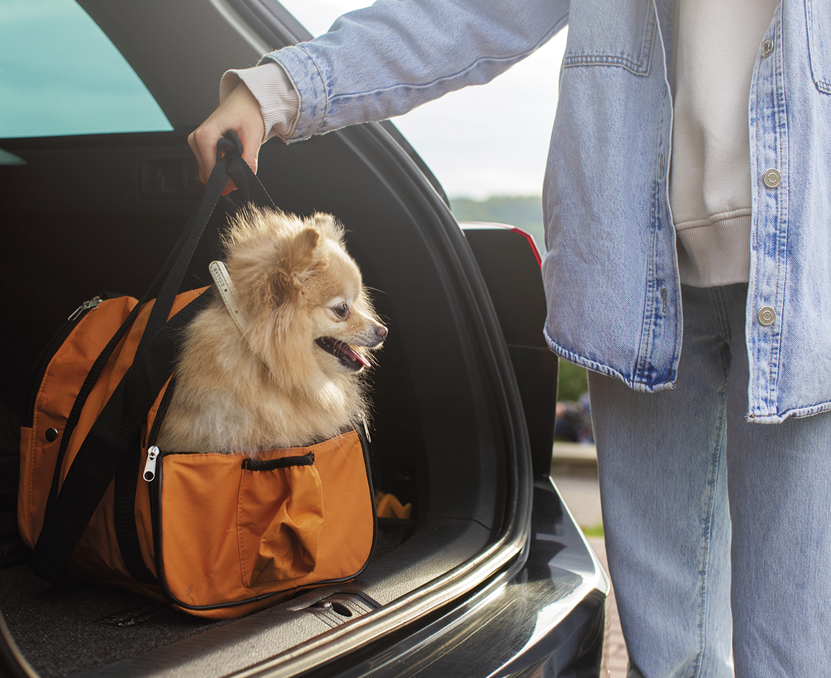 Medidas transportines para perros - Servei Estació