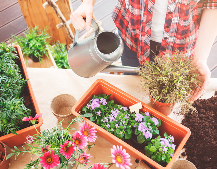 Cuidar el jardí a l'estiu