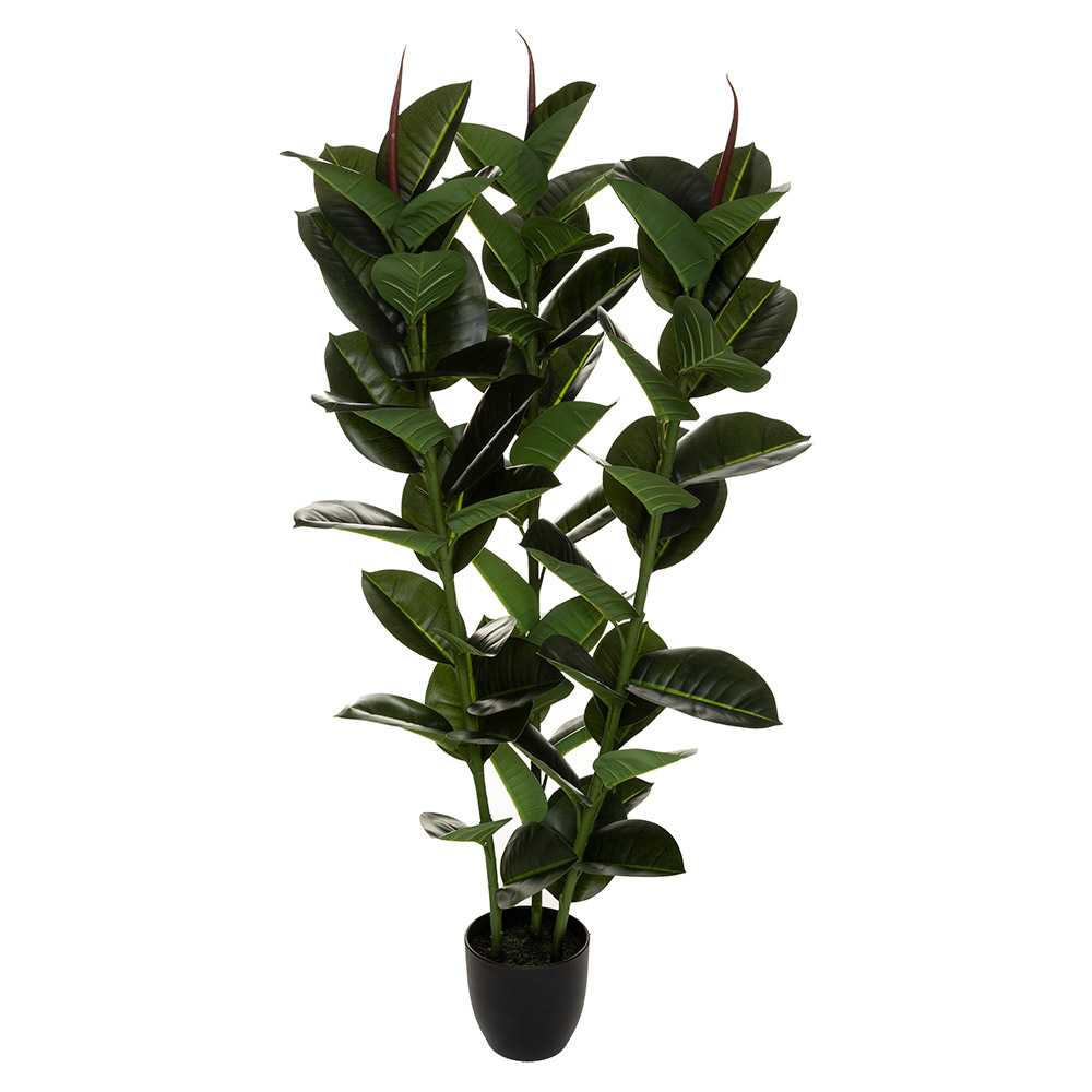 Planta Ficus Robusta 110cm