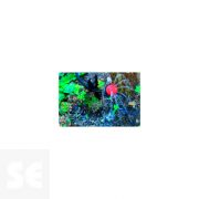 Gotero Regulable 0-60 l/h