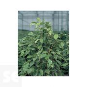 Tutor Metálico 90 cm