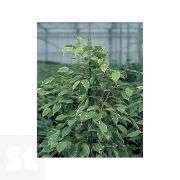 Tutor Metálico 120 cm