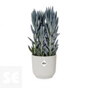 Maceta Vives Fold Blanco Seda 14cm. (diámetro) x 13 cm. (alto)