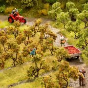 Manzanos Con Manzanas