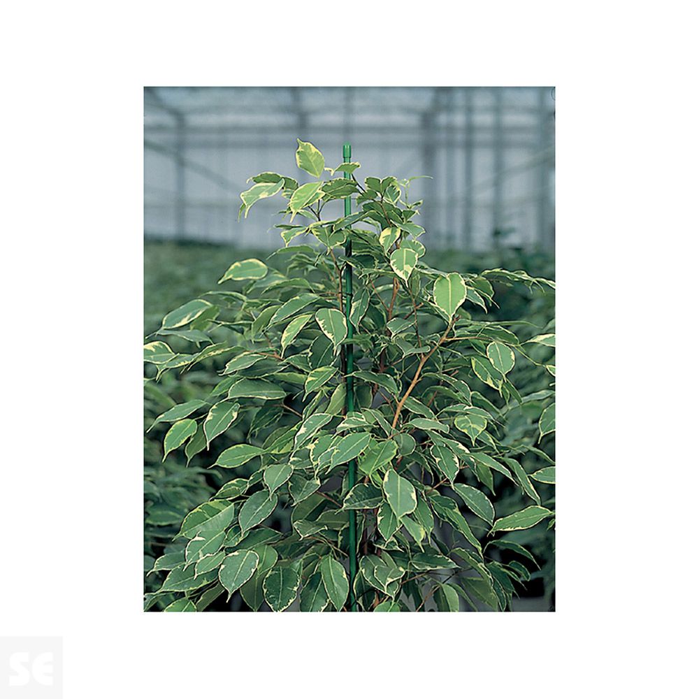 Tutor Metálico 120 cm