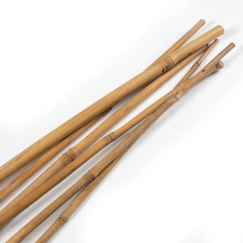 Guías de cañas de bambú | Servei Estació
