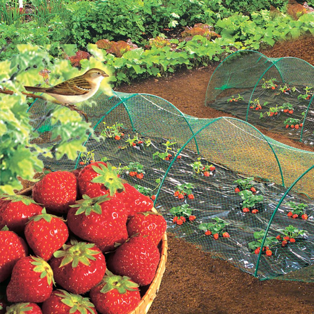 Malla Anti pájaros Nortene Birdnet (5380)  4x12 m Verde