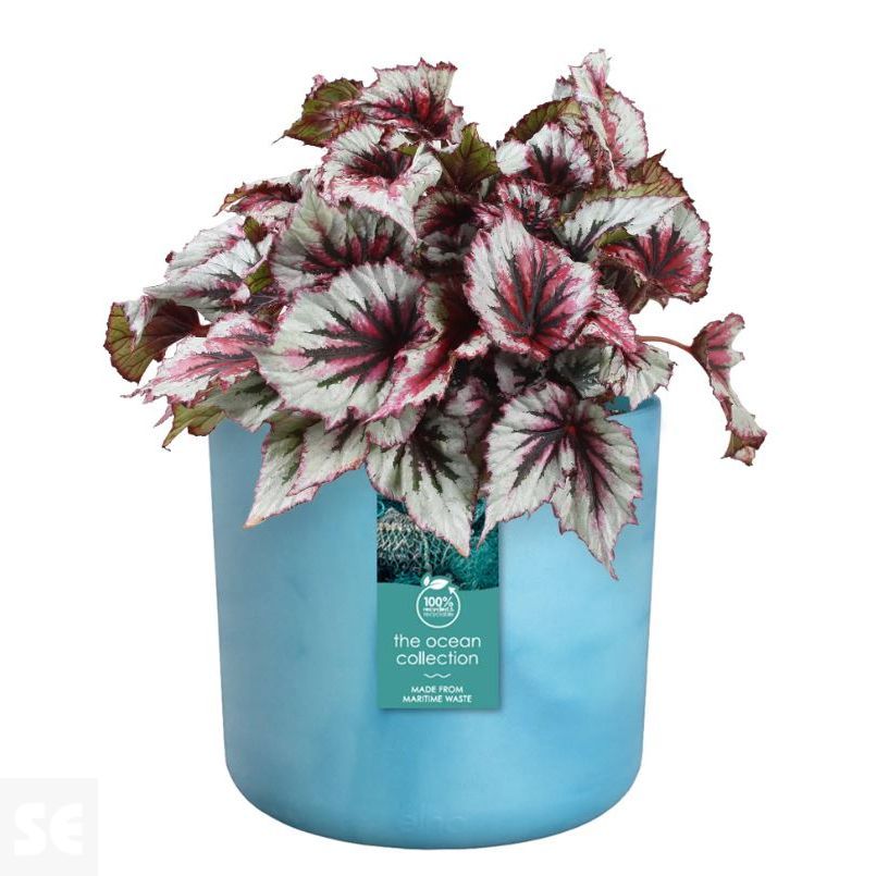 Maceta Ocean Collection Azul Altántico 14cm. (diámetro) x 13 cm. (alto)