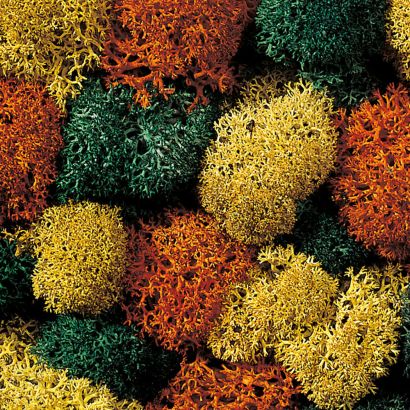 Musgo Decorativo, Otoñal