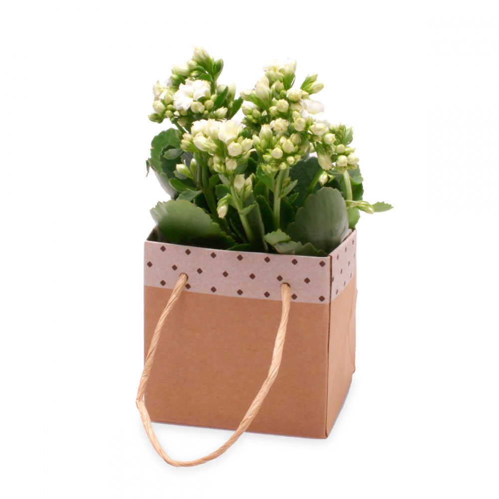 Macetero Cartón Impreso Pequeño